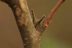 Hestina assimilis