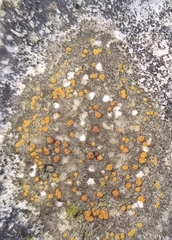 Protoblastenia rupestris