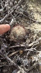 Mammillaria dioica
