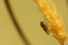 Diptera
