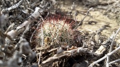 Mammillaria dioica