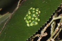 Agalychnis callidryas