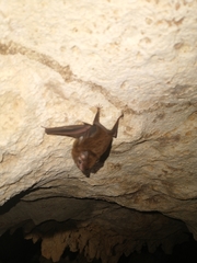 Peropteryx macrotis