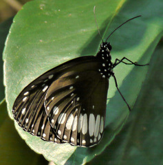 Euploea eichhorni