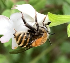 Anthophora pilifrons