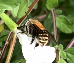 Anthophora pilifrons