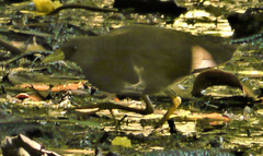 Amaurornis moluccana