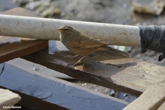 Emberiza sahari