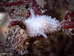 Onchidoris muricata