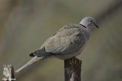 Streptopelia decaocto