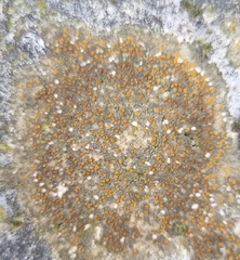 Protoblastenia rupestris