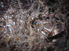 Hexagrammos stelleri