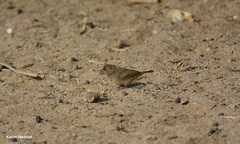 Lagonosticta senegala