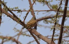 Emberiza sahari