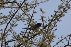 Curruca melanocephala