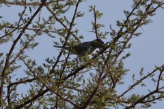Curruca melanocephala