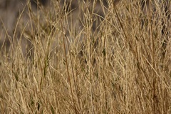 Poaceae