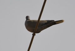 Streptopelia decaocto