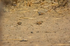 Emberiza sahari