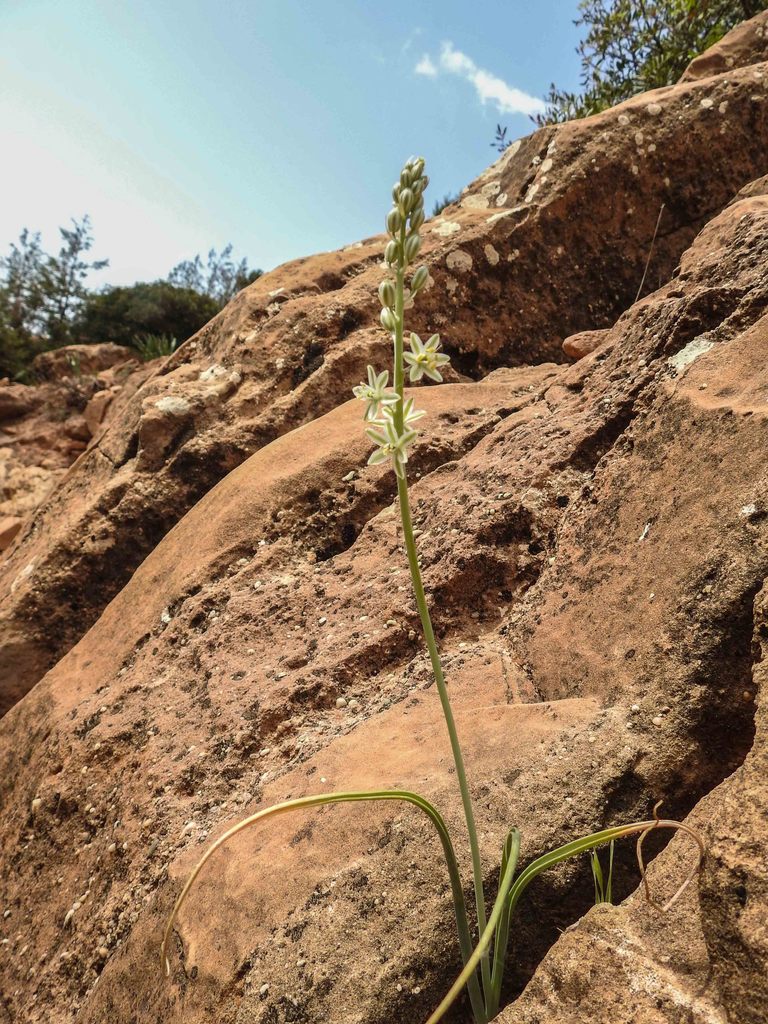 Ornithogalum sessiliflorum
