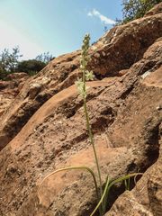 Ornithogalum sessiliflorum