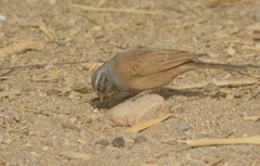 Emberiza sahari