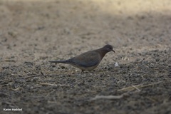 Streptopelia senegalensis