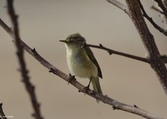 Phylloscopus collybita