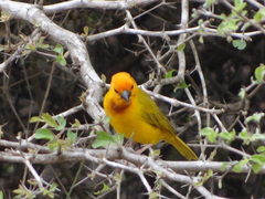 Ploceus bojeri