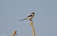 Lanius excubitor