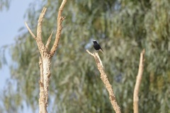 Oenanthe leucopyga