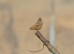 Emberiza sahari