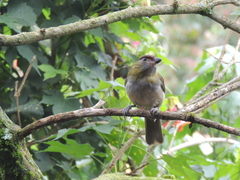 Cyclarhis nigrirostris