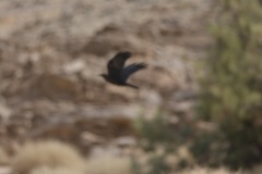 Corvus ruficollis
