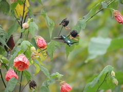 Chaetocercus mulsant