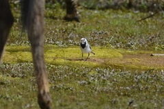 Motacilla alba