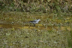 Motacilla alba