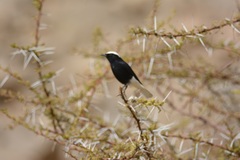 Oenanthe leucopyga
