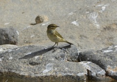 Phylloscopus collybita