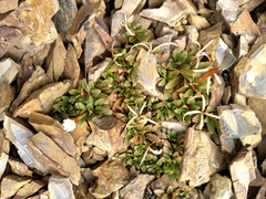 Epilobium margaretiae