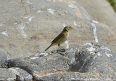 Phylloscopus collybita