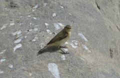 Phylloscopus collybita