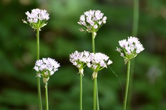 Allium drummondii