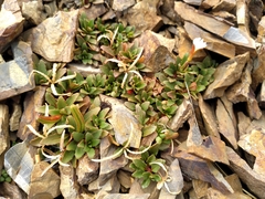 Epilobium margaretiae