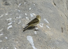 Phylloscopus collybita
