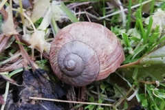 Helix pomatia