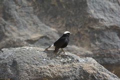 Oenanthe leucopyga