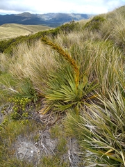 Aciphylla ferox