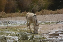 Equus asinus