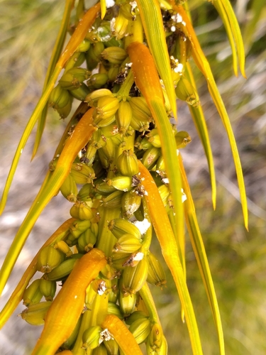 Image of Aciphylla ferox by (c) Leon Perrie, some rights reserved (CC BY)